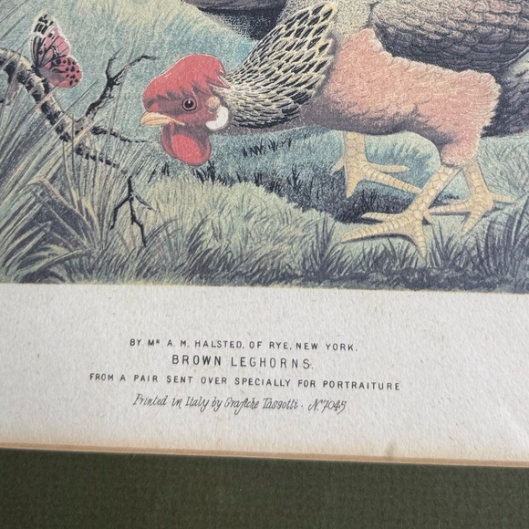 Vintage Pair of Roosters Hens Prints Dorkings Grafiche Tassotti Farmhouse - Picture 4 of 9